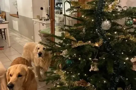Golden Retriever perdue à Launay Fumé - photo