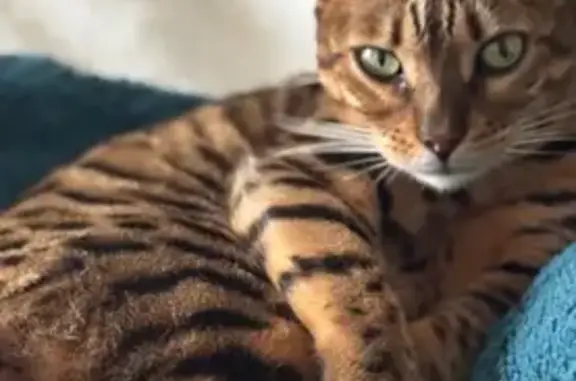 Animaux perdus , photo: Chat bengal perdue, 6 ans, récompense