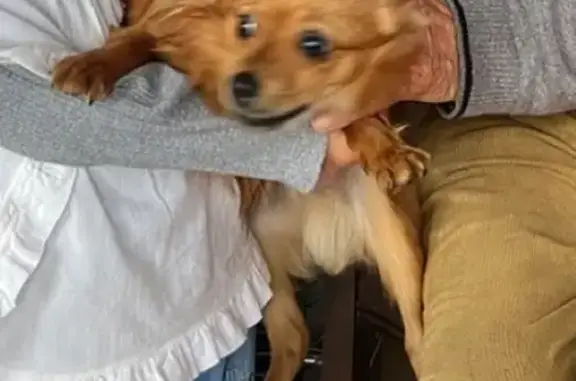Chien croisé pinscher roux perdu à Fécamp - photo