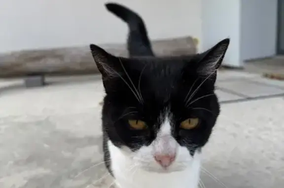 Animaux trouvés Montigny, photo: Chat sociable trouvé à Montigny