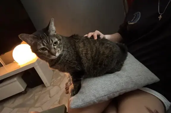 Lost Cat: Zuma, 14, Bent Tail, Jalan Dua