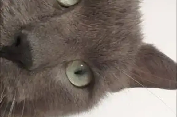 Chat gris perdu au Vigan, épileptique - photo