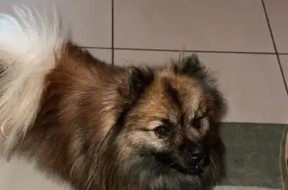 Animaux trouvés Vierzon, photo: Chien trouvé Rue du Mouton à Vierzon