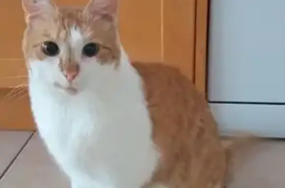 Chat perdu : grand tigré roux et blanc - photo