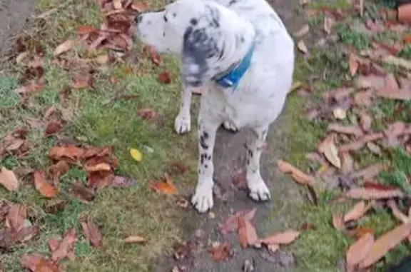 Animaux trouvés Mazamet, photo: Chien noir et blanc trouvé à Mazamet