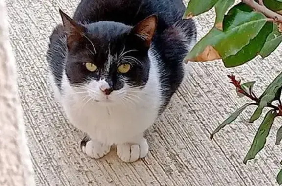 Chat perdu à Hyères : Busi, timide et discret - photo