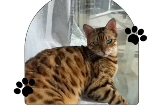 Chat Bengal perdu, mâle, Rue de l'Orme - photo