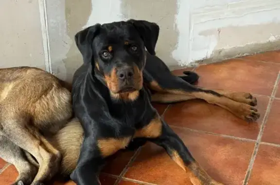Chien perdu, feu/noir, 8 mois, Les Liziards - photo