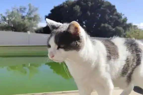 Chat perdu, La Garde-Adhémar, photo: Chat mâle blanc/gris perdu, gentil et âgé