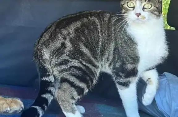 Jeune chat blanc tigré perdu à Veynes - photo