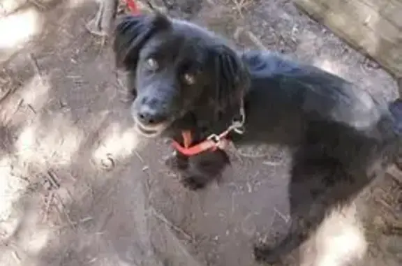 Perro Criollo Negro Perdido en Ixtapaluca