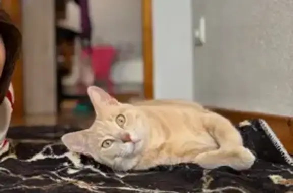 Chat perdu, Éloyes, photo: Chat beige Isis perdue à Éloyes
