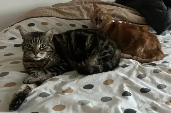 Chat perdu à Pernes-les-Fontaines - photo