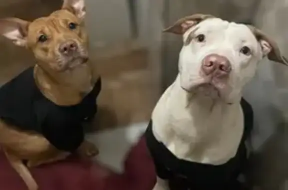 cachorro desaparecida