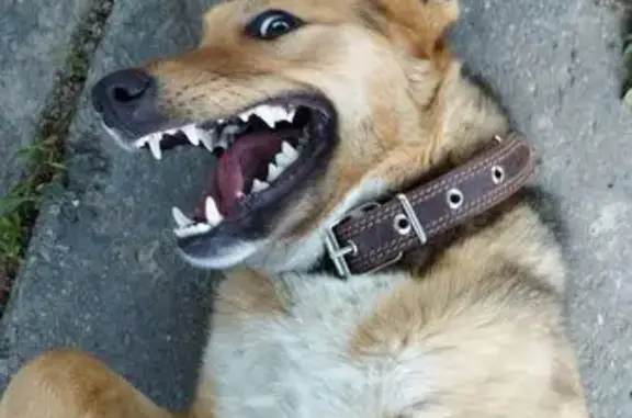 Зникла рудувата собака з милими вушками