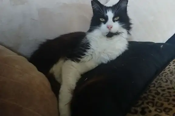 Lost pets Melbourne, photo: Lost Tuxedo Cat 'Pluto' Missing in Belgrave