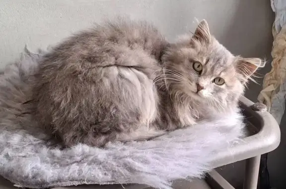 Шукаємо господаря ласкавій киці з гарними очима (раніше була домашньою, не вагітна)