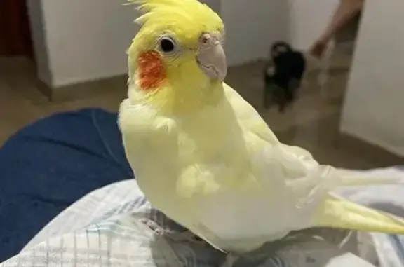 pássaro desaparecida