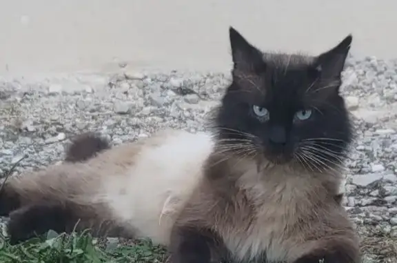 Chat perdu doux et sauvage à Saint-Mexant - photo