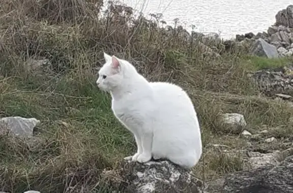Chat perdu : Mimi, blanc, farouche, Digosville - photo