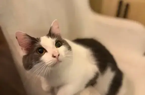 Lost Cat: White with Gray Markings