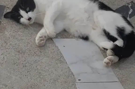 Animaux perdus Mirecourt, photo: Chat perdue Makita, Mirecourt, rue Leclerc