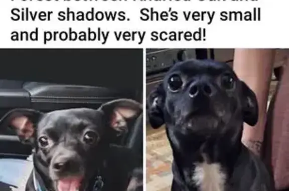 Lost Dog: Black with Green Collar