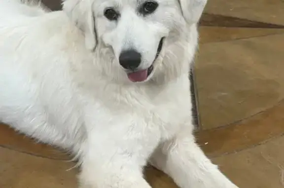 Lost Dog Aspen: Friendly, Orange Collar