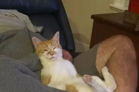 Help Find Pickles: Our Beloved Cat