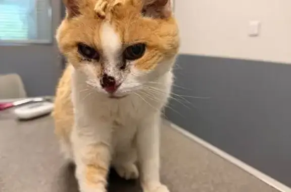 Animaux trouvés Dreux, photo: Chatte rousse et blanche trouvée à Dreux