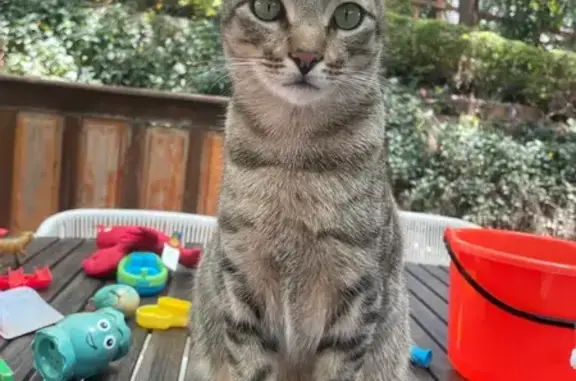 Friendly Cat Lost on Lone Oak Drive