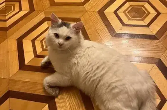 Зникла кішка в Броварах: білий з плямою