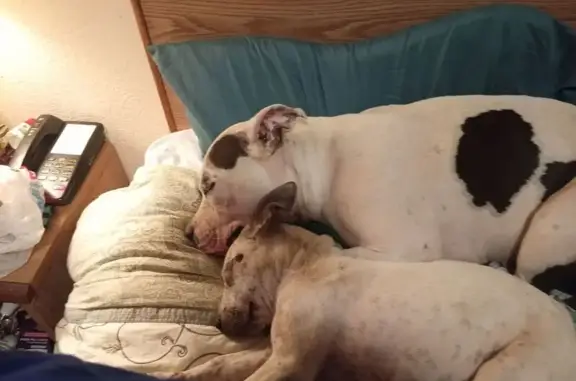 Help Reunite: Lost Dog in Thackerville