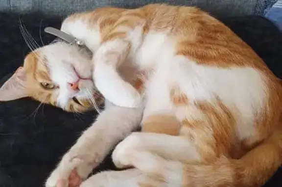 Chat perdu : Caramel, roux et blanc, Limoges - photo