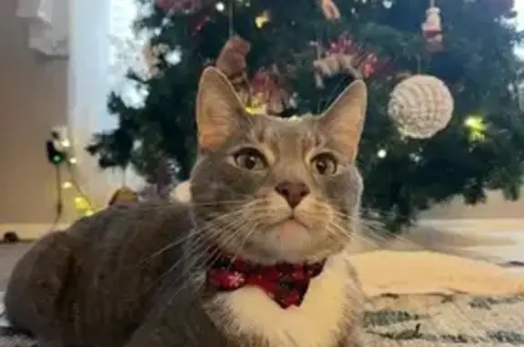 Lost Gray Tiger Cat - Reward Offered!