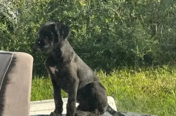 Lost 6-Month-Old Black Dog in Sunfield
