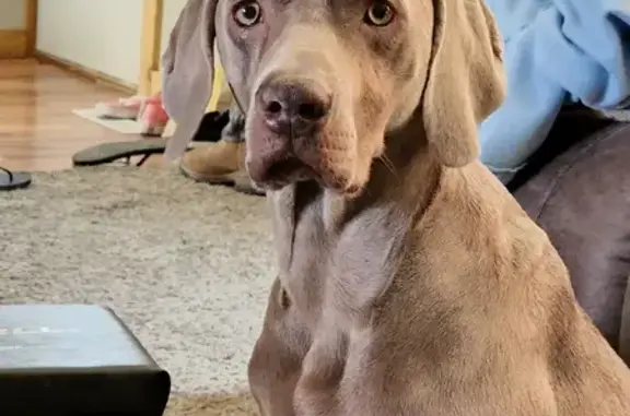 Lost Weimaraner: White Star, Main St, Augusta