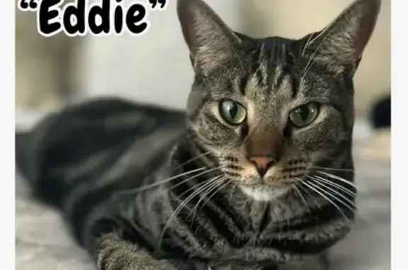 Lost Tabby Cat: Green Eyes, Swirling Coat