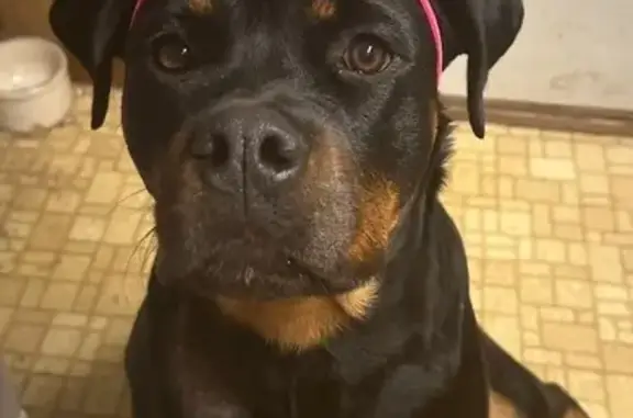 Lost Rottweiler: Sweet 2-Yr-Old in Amboy