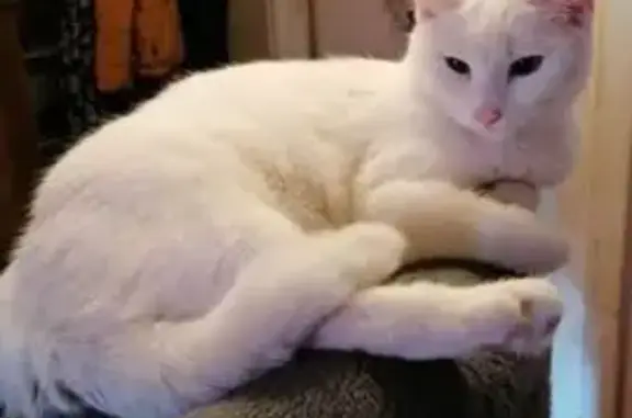Chatte blanche sourde perdue à Caen - photo