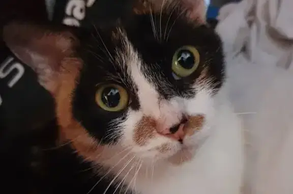 Chatte trouvée, stérilisée, Cambrai - photo