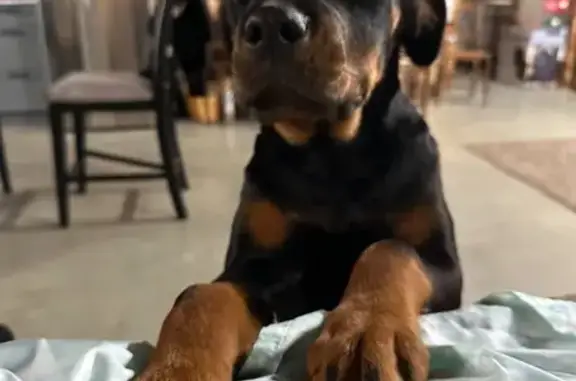 Lost Rottweiler: Help Find Persephone