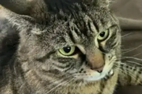 Lost Tabby Cat: Chubby & Fluffy in Northport