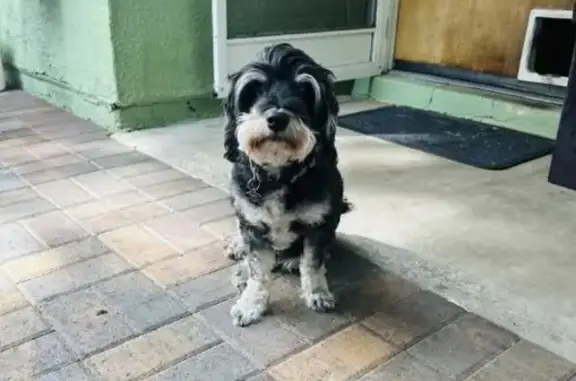 Lost 8-Year-Old Dog Near East Charleston