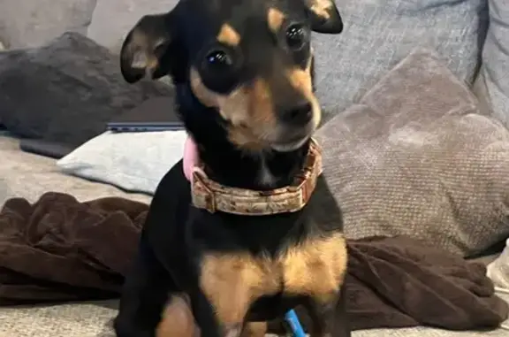 Lost Skittish Dog in Houston - Help!