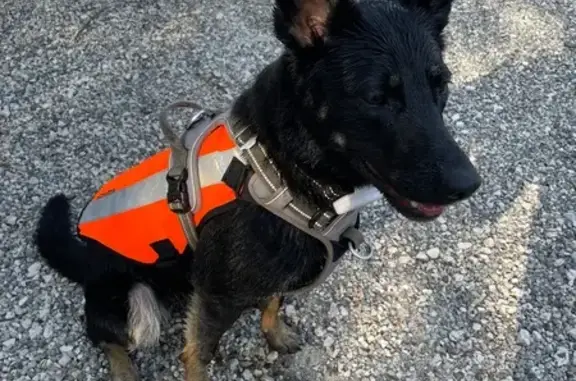 Chien perdu collier rouge gilet orange - photo