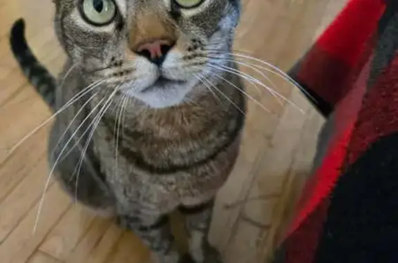 Missing cat Placentia, photo: Help Find Toby: Lost Cat in Placentia!