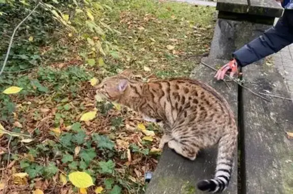 Animaux trouvés , photo: Chat tacheté trouvé à Nancy