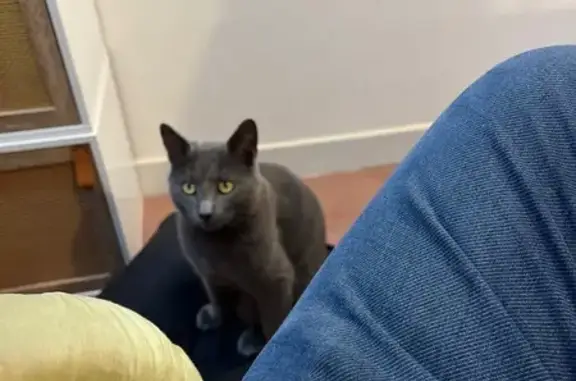 Chat gris trouvé à Orléans, rue du Nécotin - photo