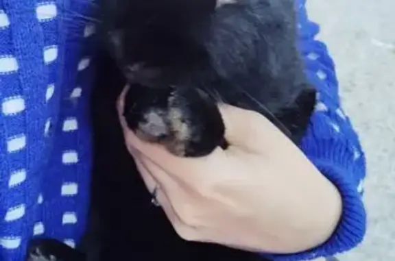 Lapin noir trouvé sous voiture à Nice - photo